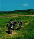 Rwanda Zebras