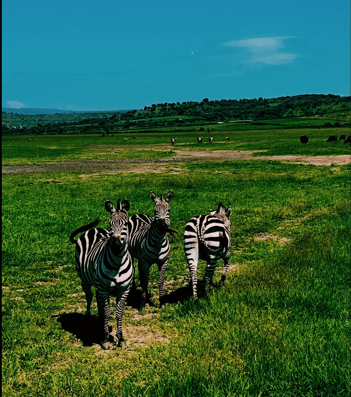 Rwanda Zebras